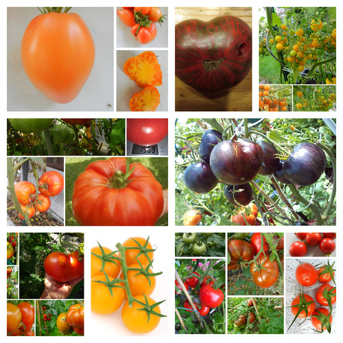 Tomatenvarianten zum - 20,