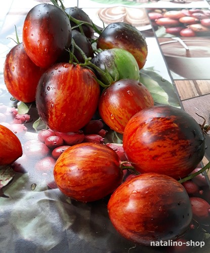 Tomate gargamel 10 - 10, samen