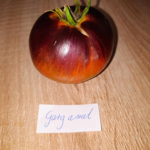 Tomatensamen gargamel - tomatensamen,,