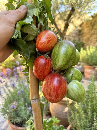 Tomaten samen gargamel 10 - tomaten,