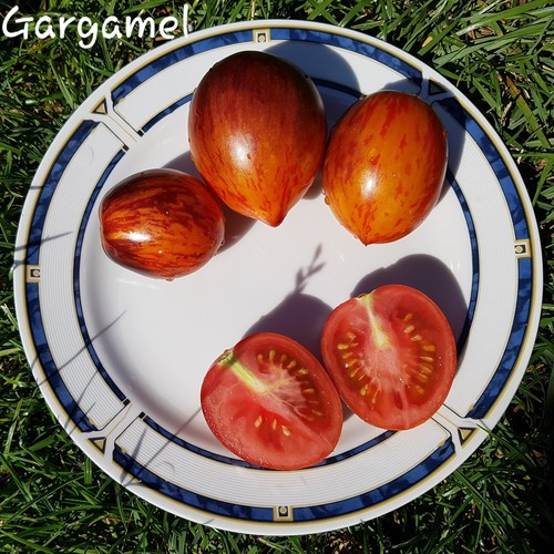 Tomate gargamel mind - tomate, mind.