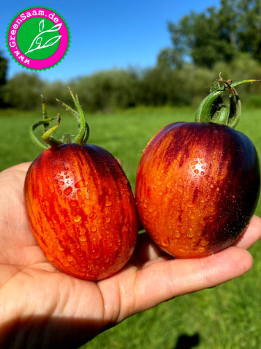 Tomatensamen gargamel - 🍅,