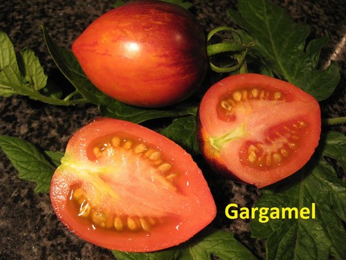Tomaten bio saatgut - tomaten,