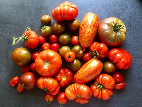 Tomatensamen alte sorten - tomatensamen,
