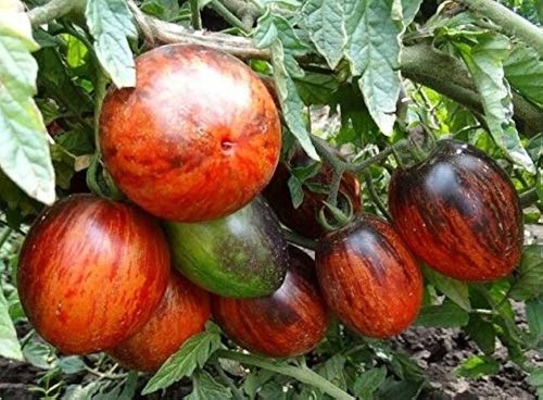 Tomatensamen usa sorte - (8+);,