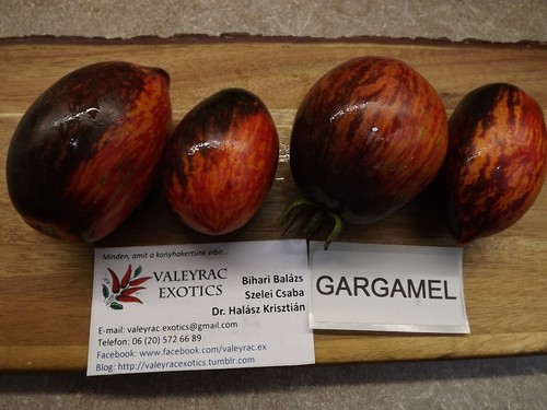 Gargamel tomate tomato 5 - tomate,