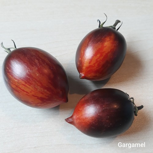 Tomate gargamel samen - gargamel,