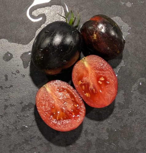 Gargamel tomate samen - 10,