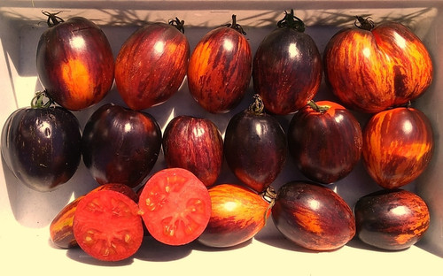 Frische samen - 10, tomate