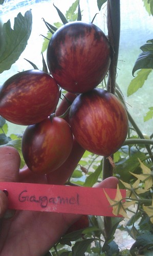 Tomaten gargamel samen - tomaten,