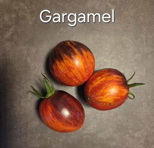 Tomaten saatgut gargamel - tomaten,
