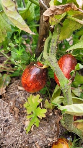 Tomatensamen gargamel - tomatensamen, 10+