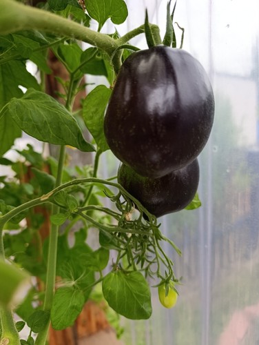 Tomate gargamel 15 samen - 15,