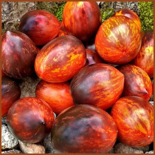 Tomate samen gargamel - 10,