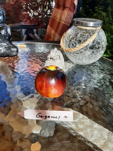 Saatgut der tomate gargamel - ,